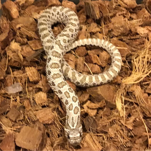 Hognose - 174 Female Normal