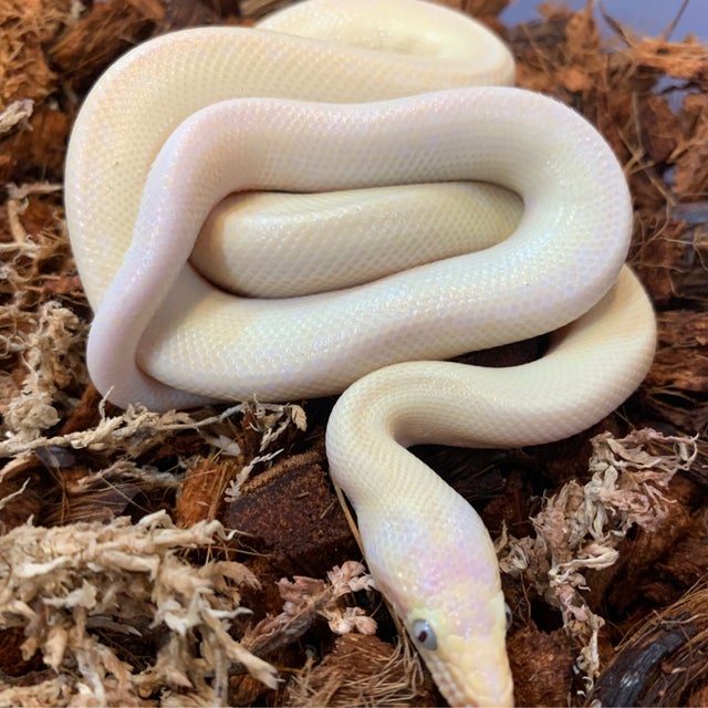 Boa - 163 Leucistic Colombian Rainbow Boa