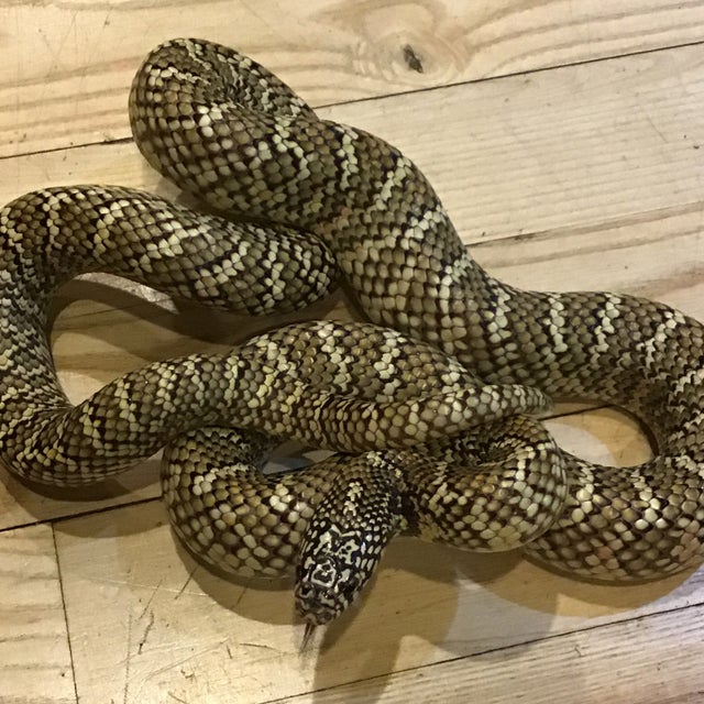 Kingsnake - 020
