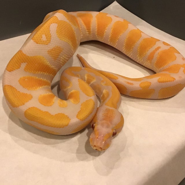 Ball Python - 083 Lavender Albino Het Pied Male