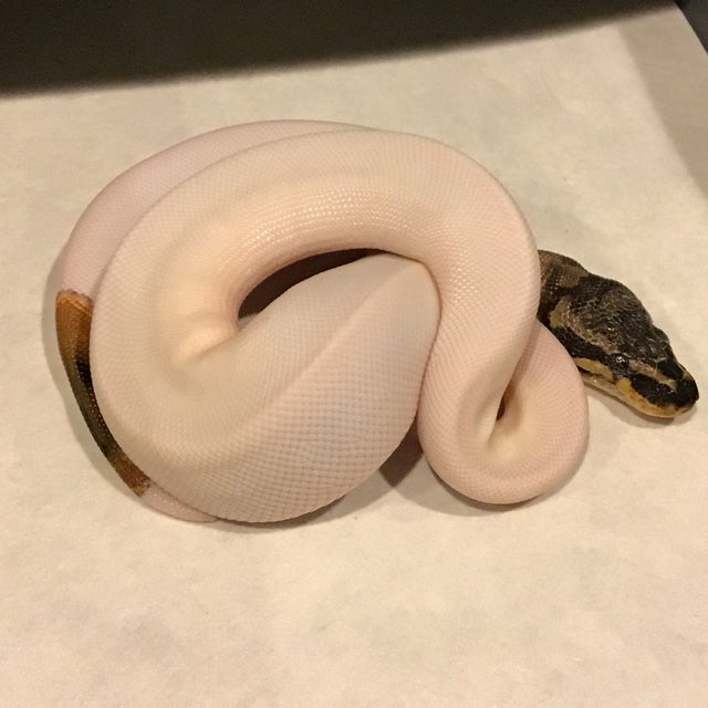 Ball Python - 096 High White Pied Male