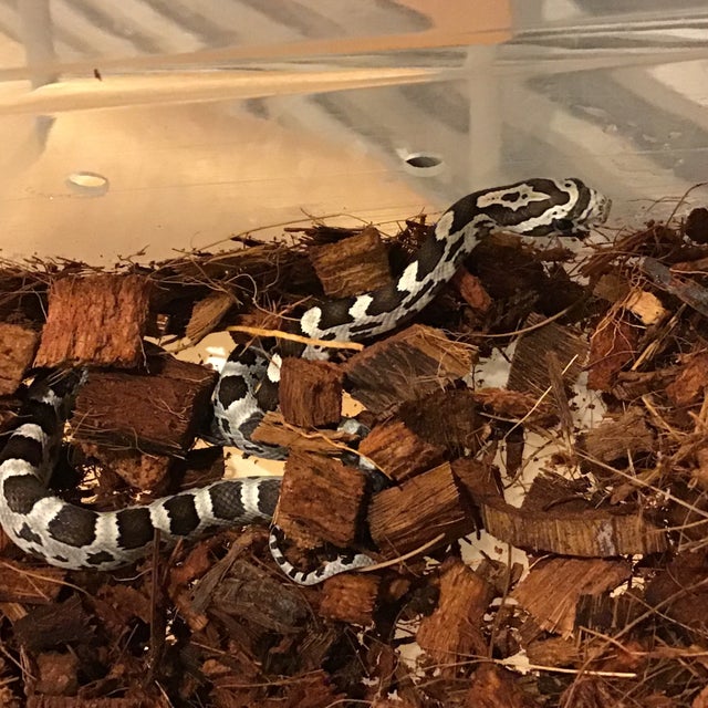 Corn Snake - 153 Anery 50% het Motley/Sunkissed/Lav/Hypo Corn Male