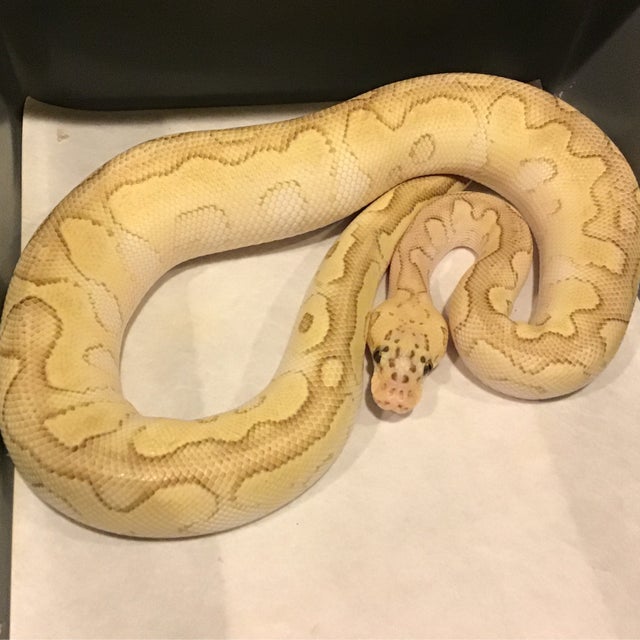 Ball Python - 095 Pastel Lesser Clown Male