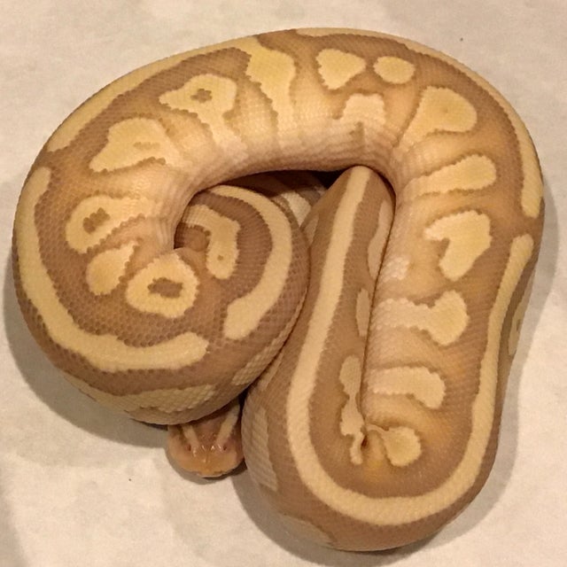 Ball Python - 103 Lesser Banana Leopard Male