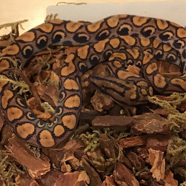 Boa - Male Brazilian Rainbow Boa