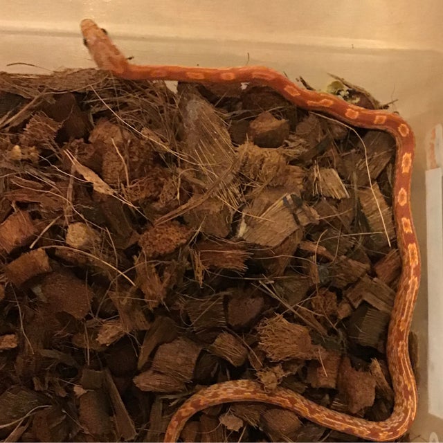 Corn Snake - 149 Ultra Corn Female