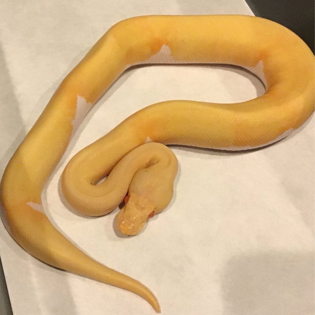 Ball Python - 108 Albino Pinstripe Pied Male