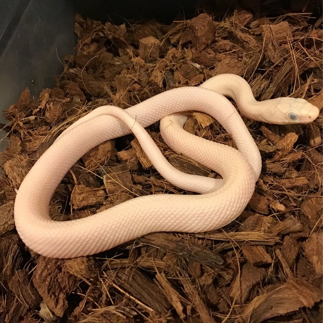 Corn Snake - 152 Black Eyed Leucistic Texas Rat Female