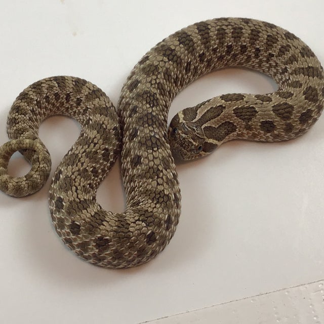 Hognose - 165 Female Super Arctic