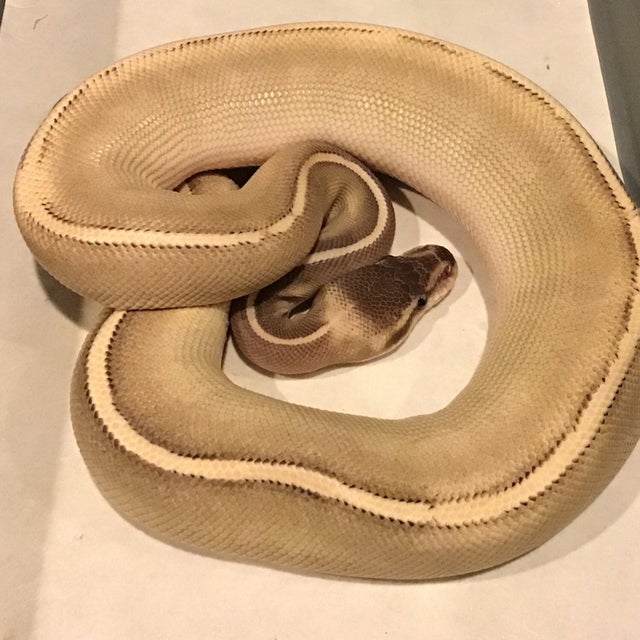 Ball python - 093 Mystic Potion Female