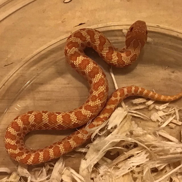 Hognose - 163 Albino Female