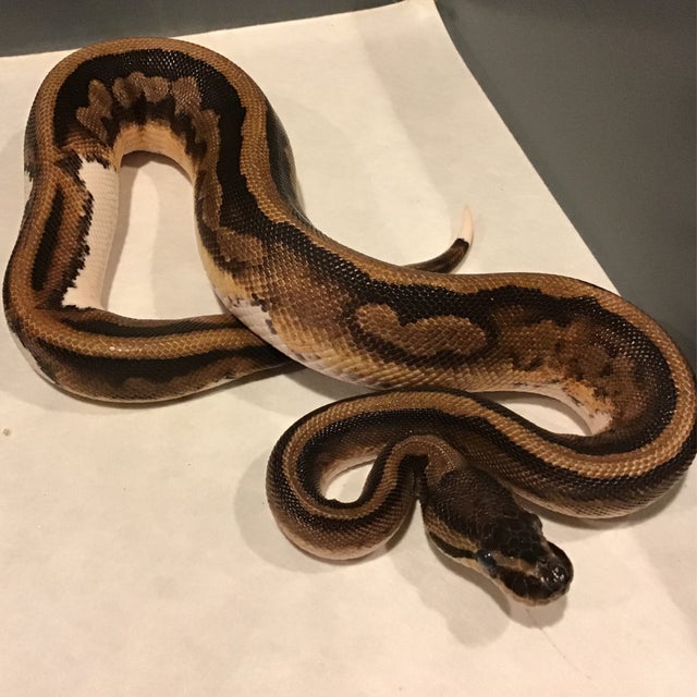 Ball Python - 085 Enchi Pied Male