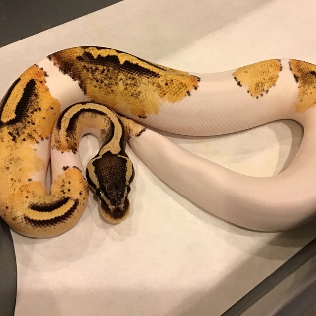 Ball Python - 081 Pastel Pied Het Lavender Female