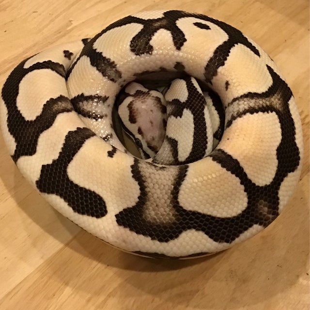 Ball Python - 100 Pastel Desert Ghost Male