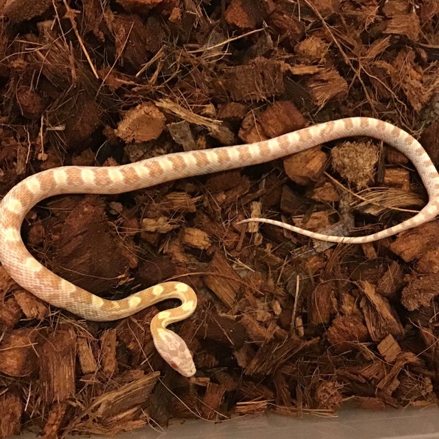 Milk Snake - 146 Pueblan Milk Male