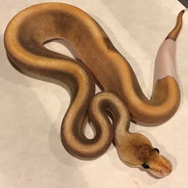 Ball Python - 089 Pastel Desert Ghost Het Cryptic Male