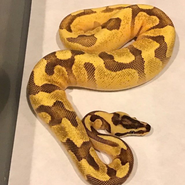 Ball Python - 102 Super Enchi Yellowbelly Orange Dream Male