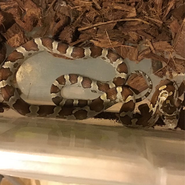 Corn Snake - 150 Caramel Corn Male
