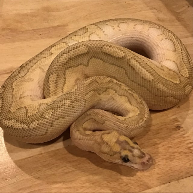 Ball Python - 099 Butter Clown Poss OD Female