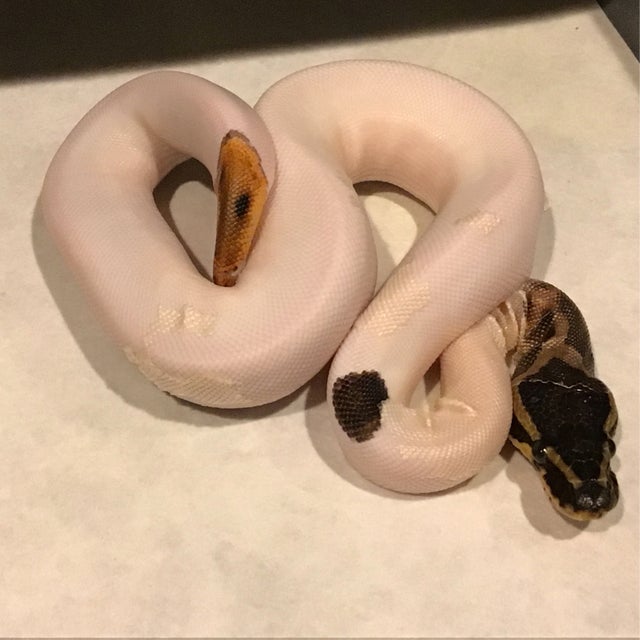 Ball Python - 097 High White Pied Male