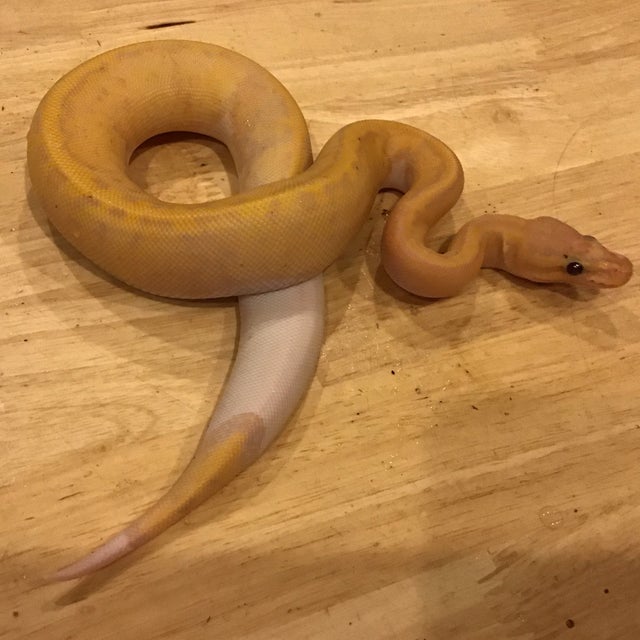 Ball Python - 106 Banana Pied Female
