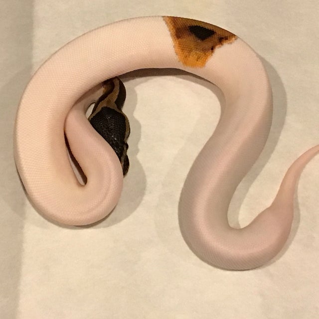 Ball Python - 098 High White Pied Female 
