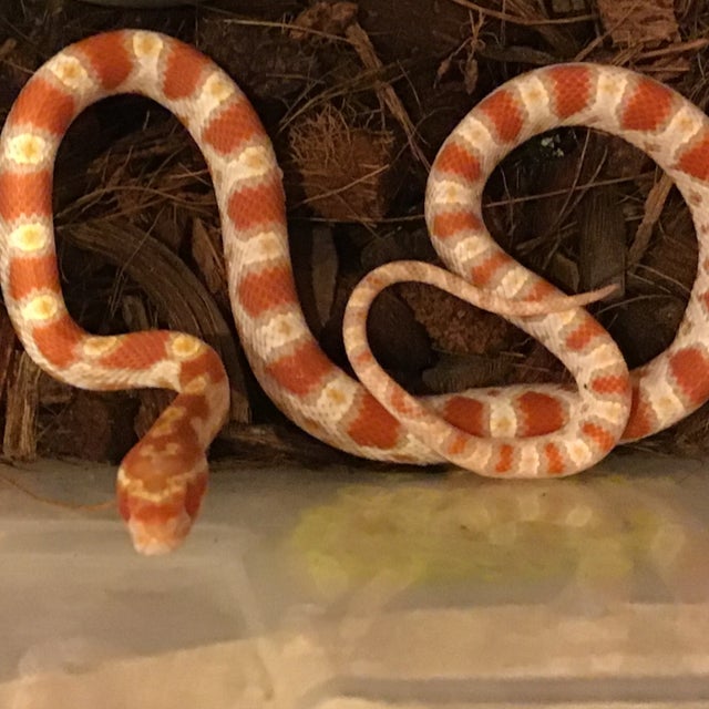 Corn Snake - 147 Albino Reverse Okeetee Corn Male