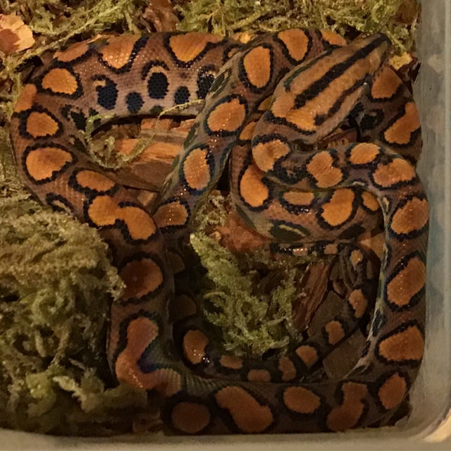 Boa - Female Brazilian Rainbow Boa