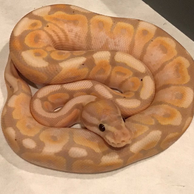 Ball Python - 109 Banana Pastel Male