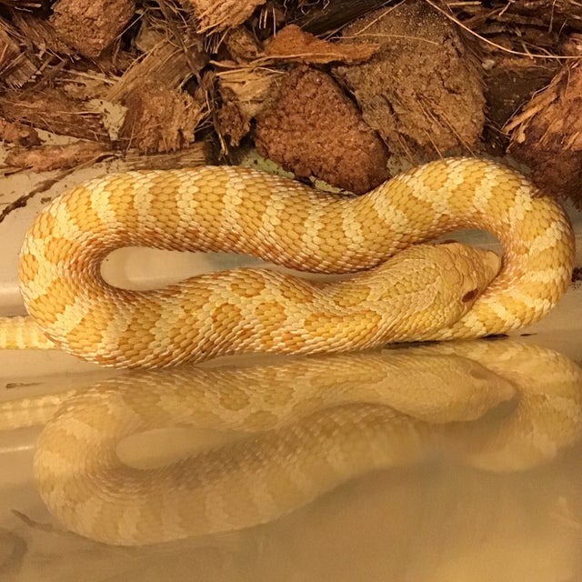 Hognose - 163 Male Albino