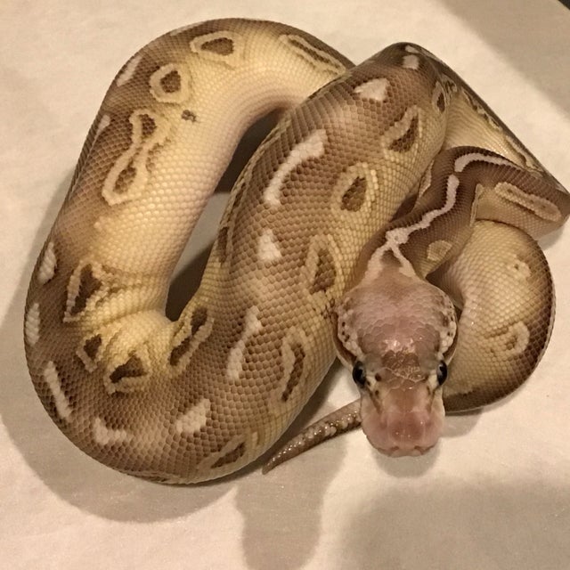 Ball Python - 091 Lesser Black Pewter PH Clown