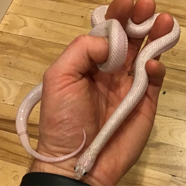 Kingsnake - 170 Ghost Whitesided King Female