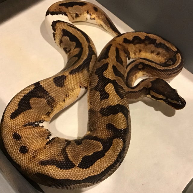 Ball Python - 088 Enchi Pied Female