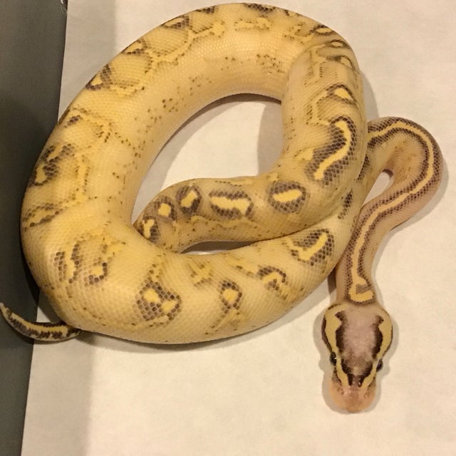 Ball Python - 092 Pastel Highway Male