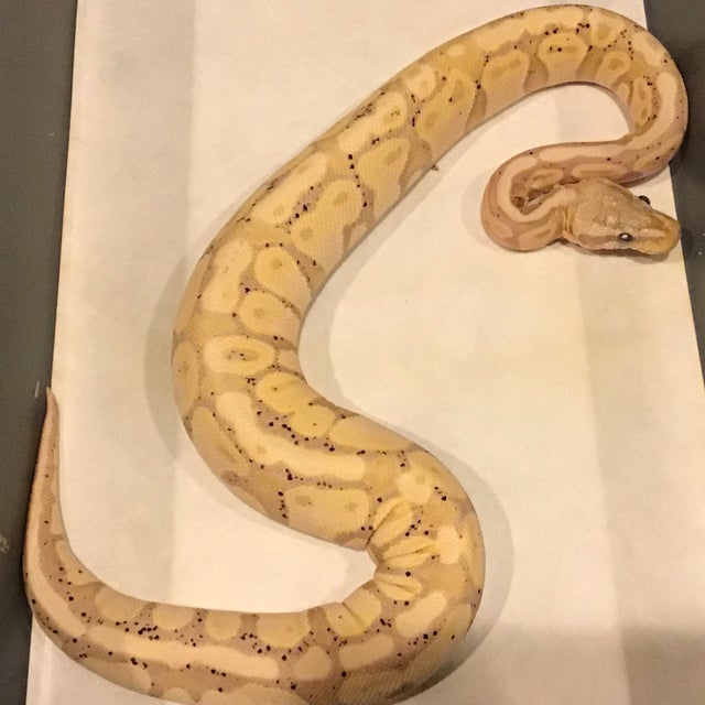 Ball Python - 105 Pastel Cypress Coral Glow Yellowbelly Male