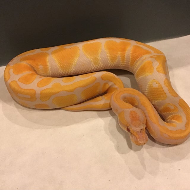 Ball Python - 082 Lavender Albino Het Pied Female