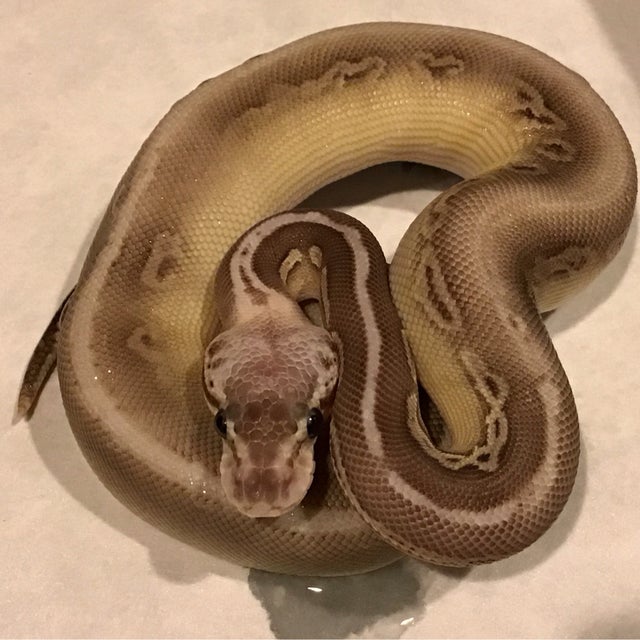 Ball Python - 086 Lesser Nanny Black Pewter PH Clown Male