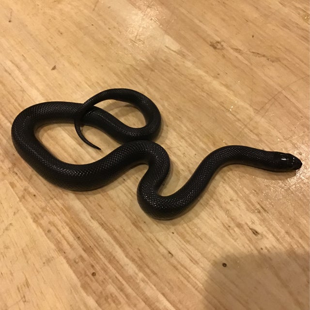 Kingsnake - 160 Female Mexican Black Kingsnake