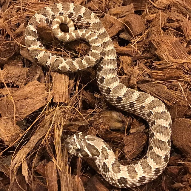 Hognose - 173 Male Normal