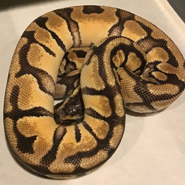 Ball Python - 084 Pastel OD YB Female
