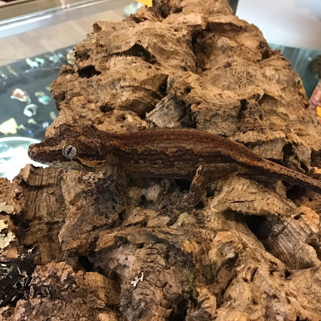 Gargoyle Gecko- GG1