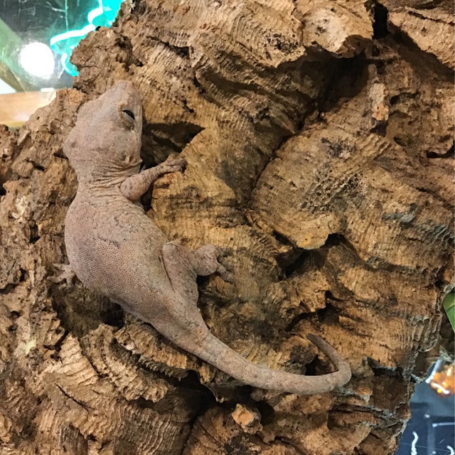 Gargoyle Gecko- GG2
