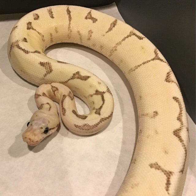Ball Python - 09 Vanilla Scream Bee Female