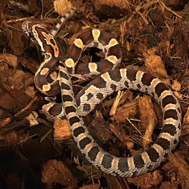 Corn Snake - 154 Het Anery 50% het Motley/Sunkissed/Lav/Hypo Corn Male