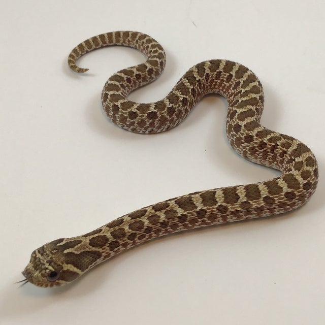 Hognose - 176 Normal 66% Het Albino