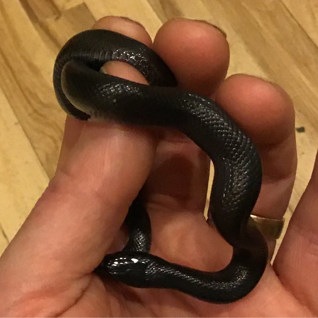 Kingsnake - 1150 Mexican Black King Male