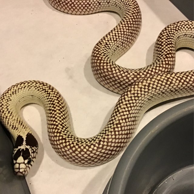 Kingsnake - 022 Male Banana Kingsnake