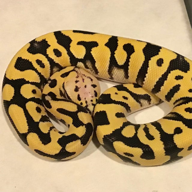 Ball Python - 087 Desert Ghost Crypton Yellowbelly Male