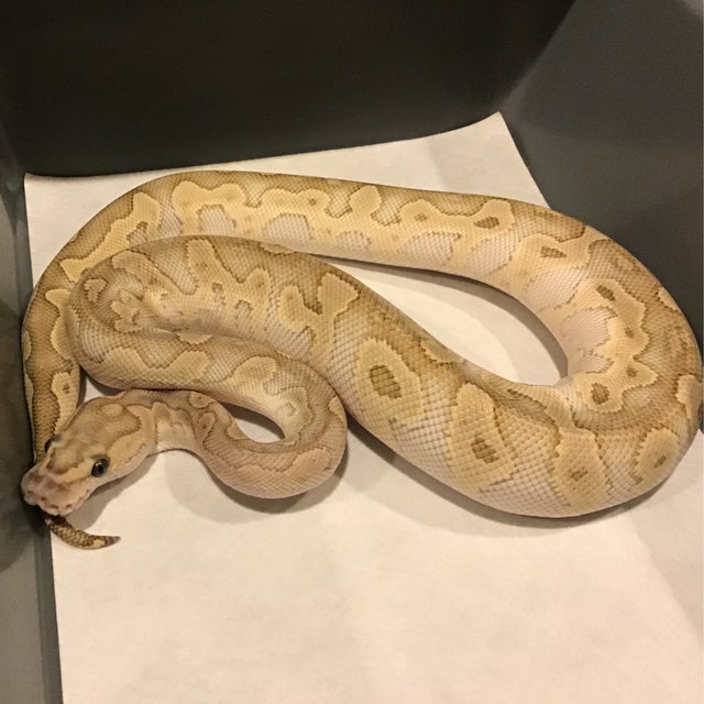 Ball Python - 094 GHI Lesser Clown Female