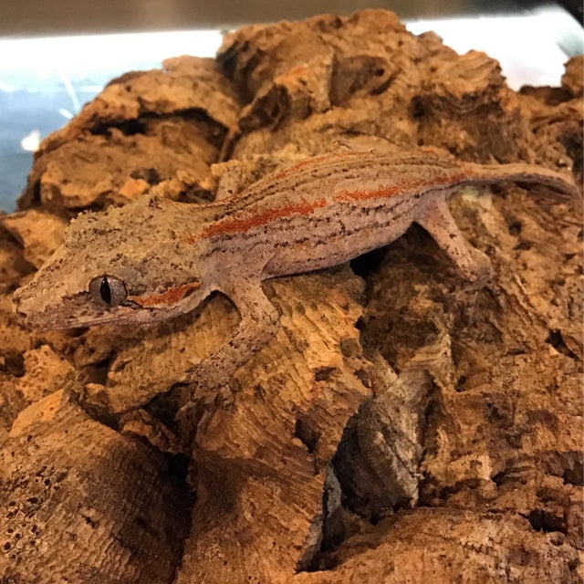 Gargoyle Gecko- GG3